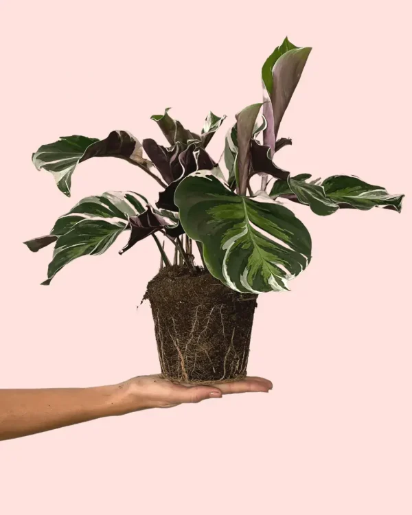 calathea-white-fusion