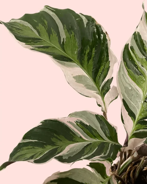 calathea-white-fusion-colores