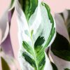 calathea-white-fusion-hoja