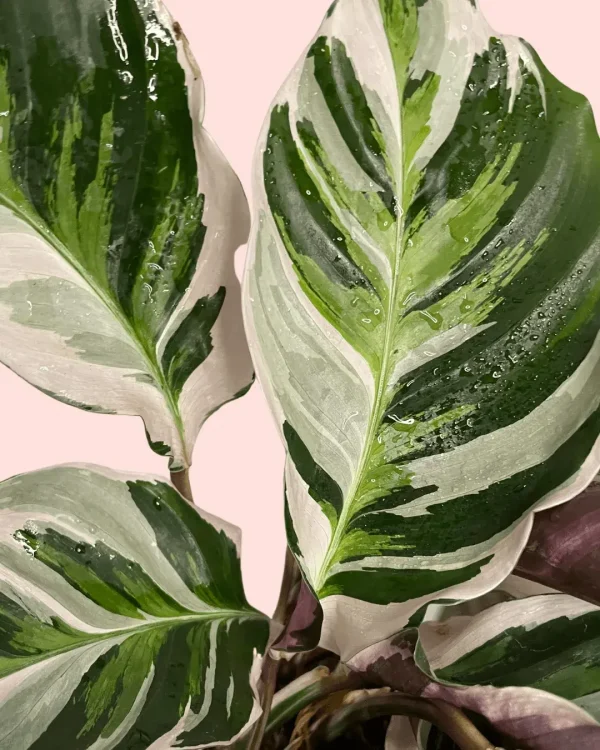 calathea-white-fusion-hojas
