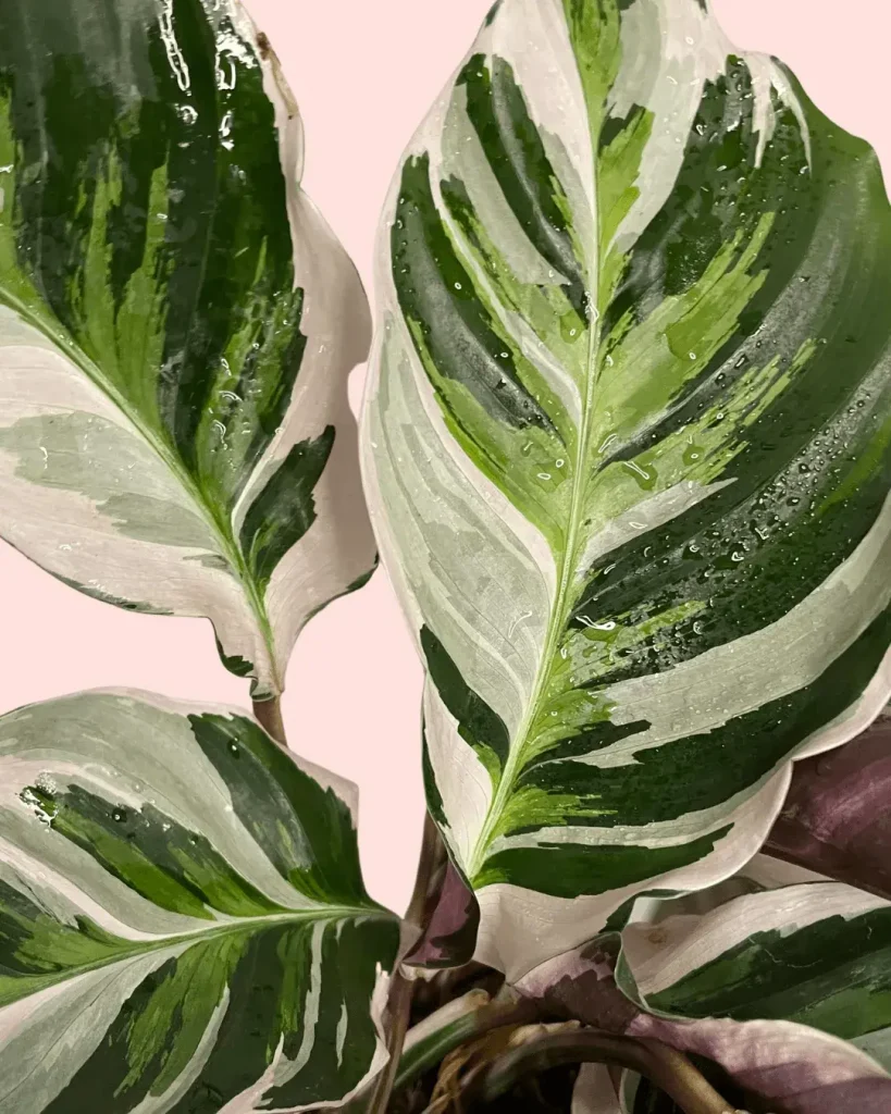 calathea-white-fusion-hojas