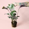 calathea-white-fusion-planta