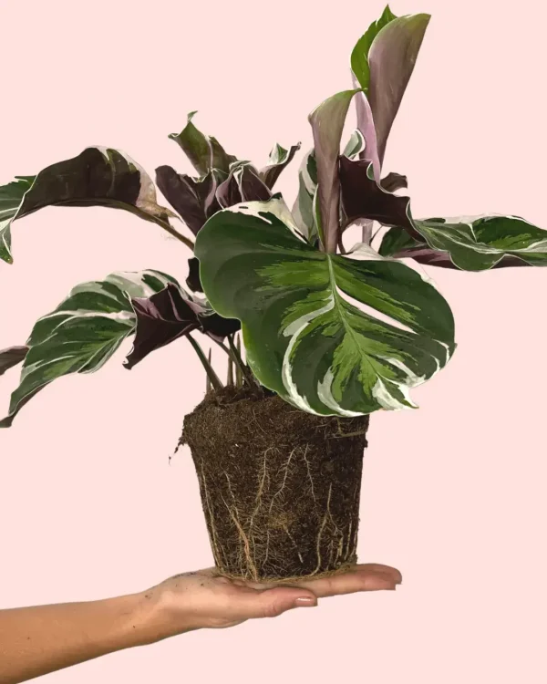calathea-white-fusion-planta