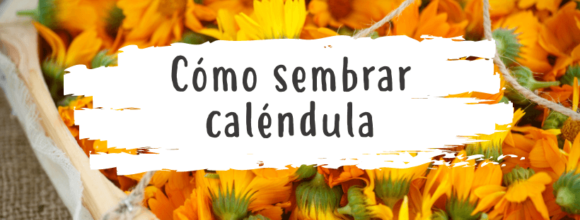 como-sembrar-calendula