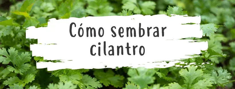 como plantar semillas cilantro