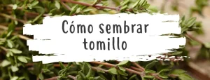 como-sembrar-tomillo