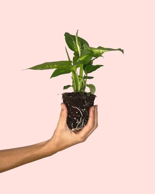 dieffenbachia-hojas