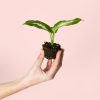 dieffenbachia-mini