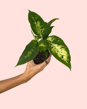 dieffenbachia-mini