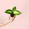 dieffenbachia-mini-plantas