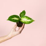dieffenbachia-mini-plantas