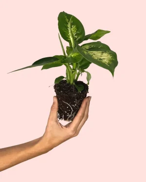 dieffenbachia-planta-bebe