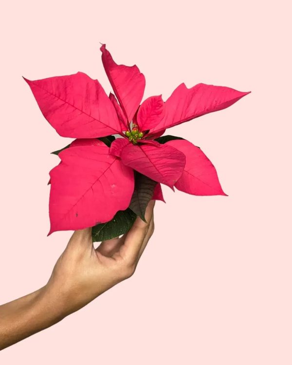 flor-rosa-navidad