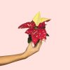 flordepascua-navidad