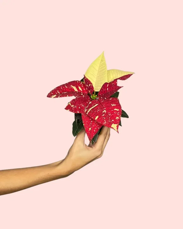 flordepascua-navidad