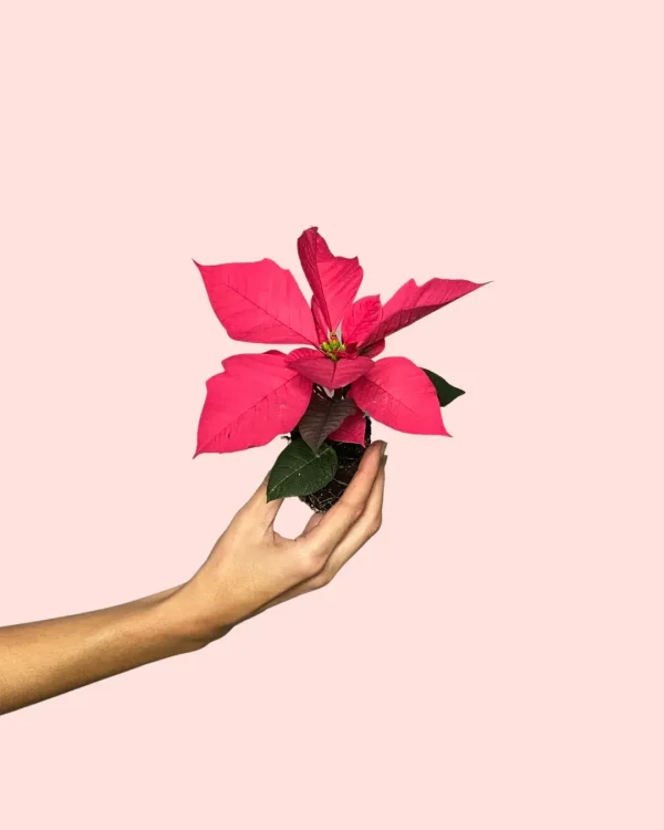 flordepascua-rosa