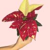 flordepascuavariegada