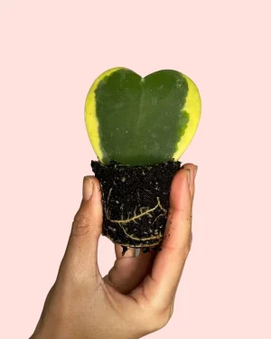 hoya-variegada-tronco