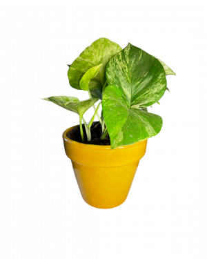 maceta-clasic-amarillo-planta