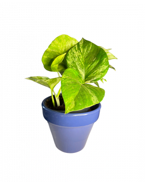 maceta-clasic-azul-15cm-planta