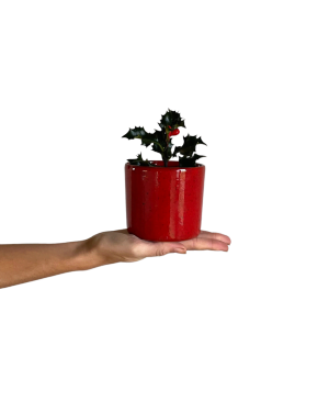 maceta mini roja planta