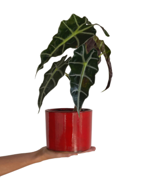 maceta-roja-m-planta