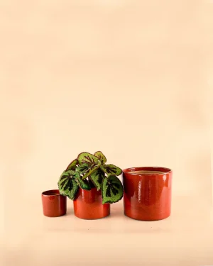 maceta-roja-m-planta