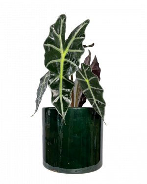 maceta-verde-botella-l-planta