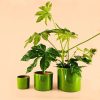 maceta-verde-l-planta