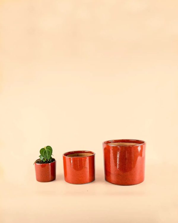mini-maceta-roja-planta