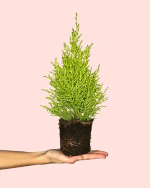 arbol de navidad natural mini