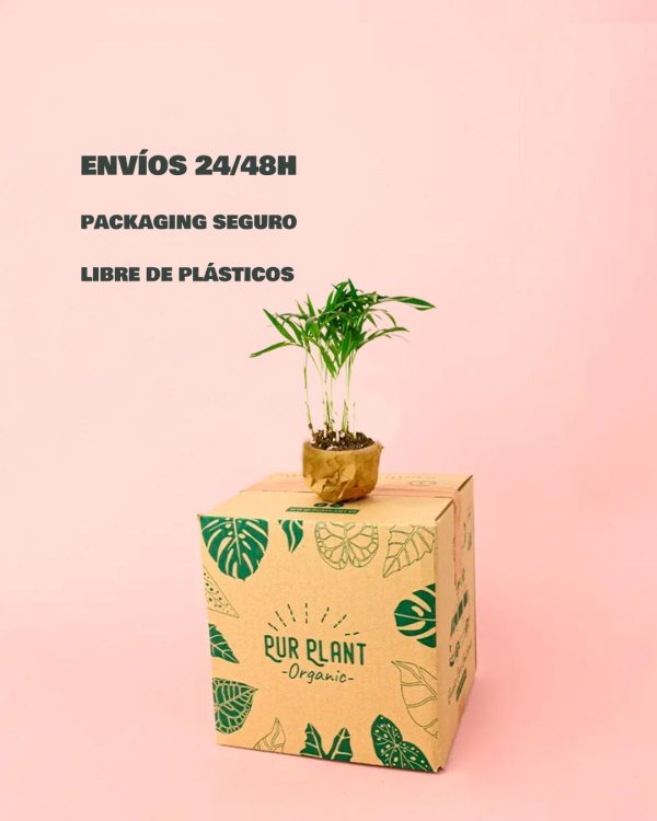 chamaedorea elegans mini packaging