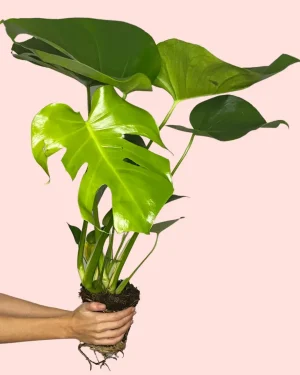 monstera-deliciosa
