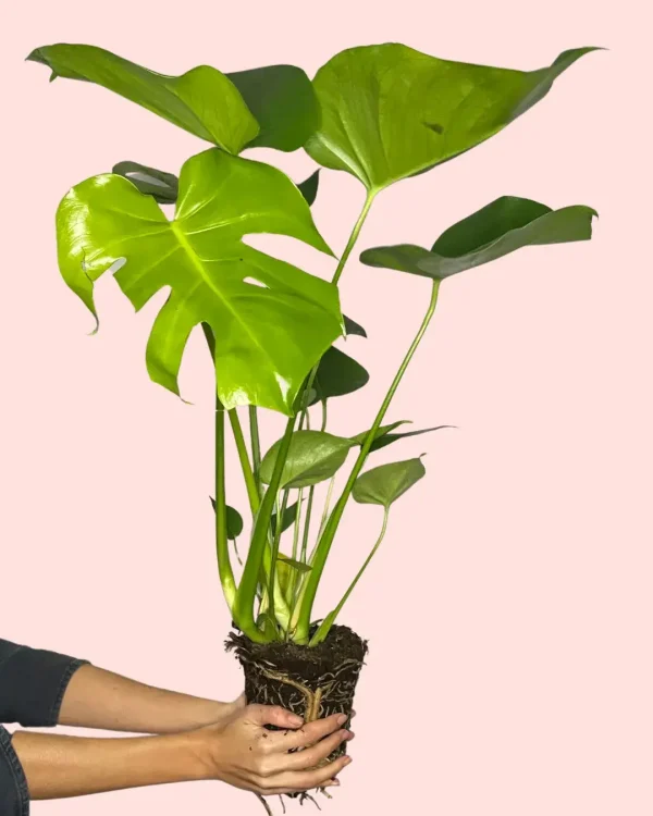 monstera-deliciosa-planta