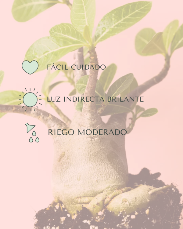 baobab-cuidados