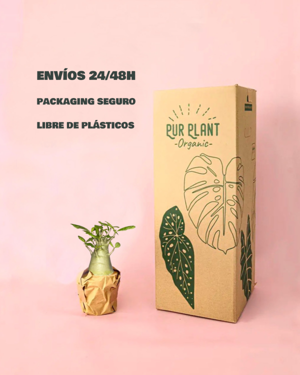 baobab-packaging