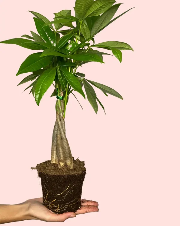 pachira-aquatica-arbol