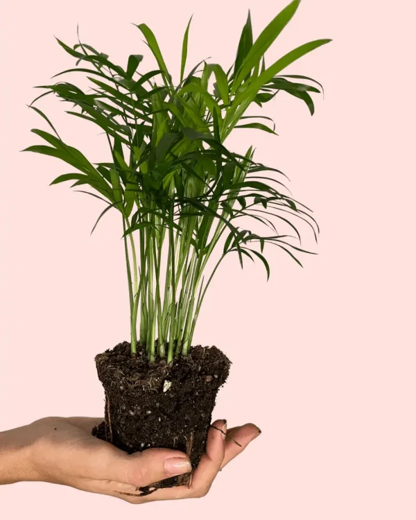 palma-areca-hojas