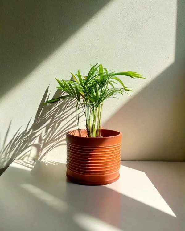 chamaedorea elegans mini maceta contexto