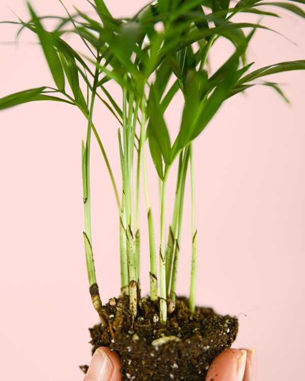 chamaedorea elegans mini hoja