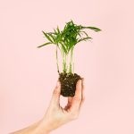 chamaedorea-elegans-mini-planta