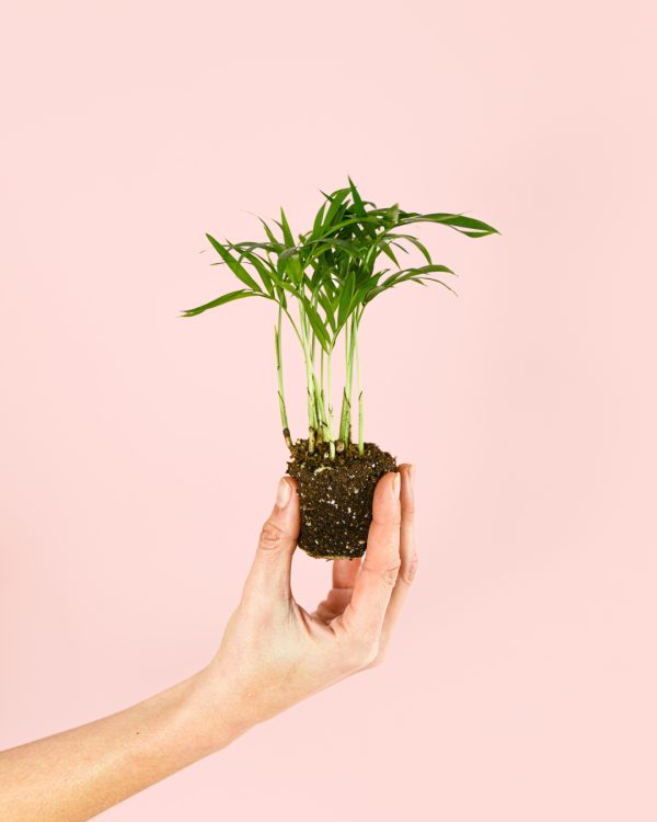 chamaedorea-elegans-mini-planta