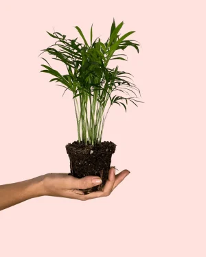 palma-areca-planta