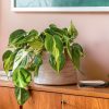 philodendron-brasil-contexto