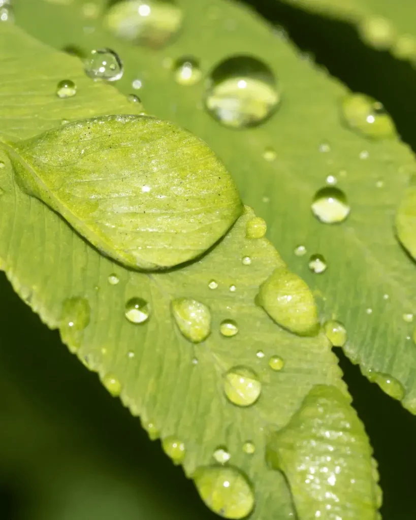 planta sudando