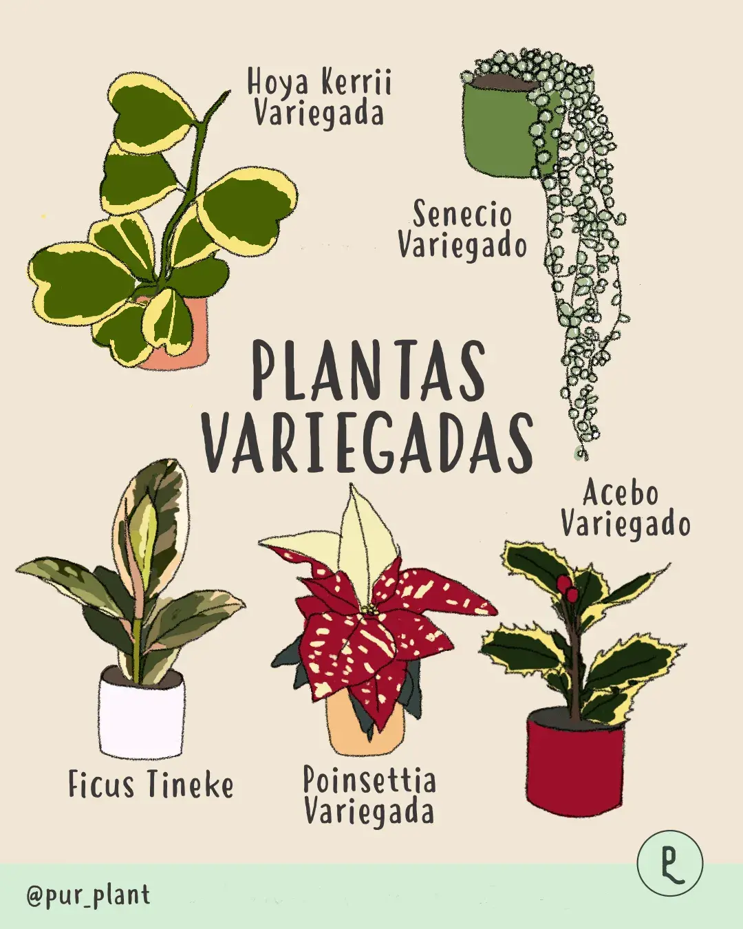 plantasvariegadaspurplant