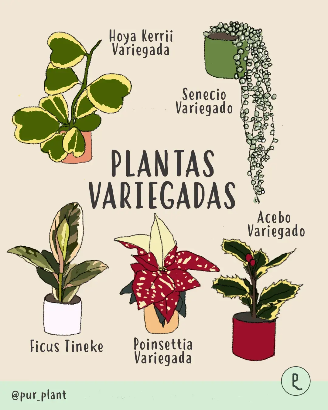 plantasvariegadaspurplant plantasvariegadaspurplant