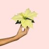 poinsettia-blanca