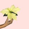 poinsettia-blanca-flor