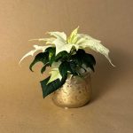 poinsettia blanca mini